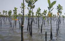 Hari Menanam Pohon, 16.000 Mangrove Ditanam Bertahap di Kawasan Pesisir Indonesia