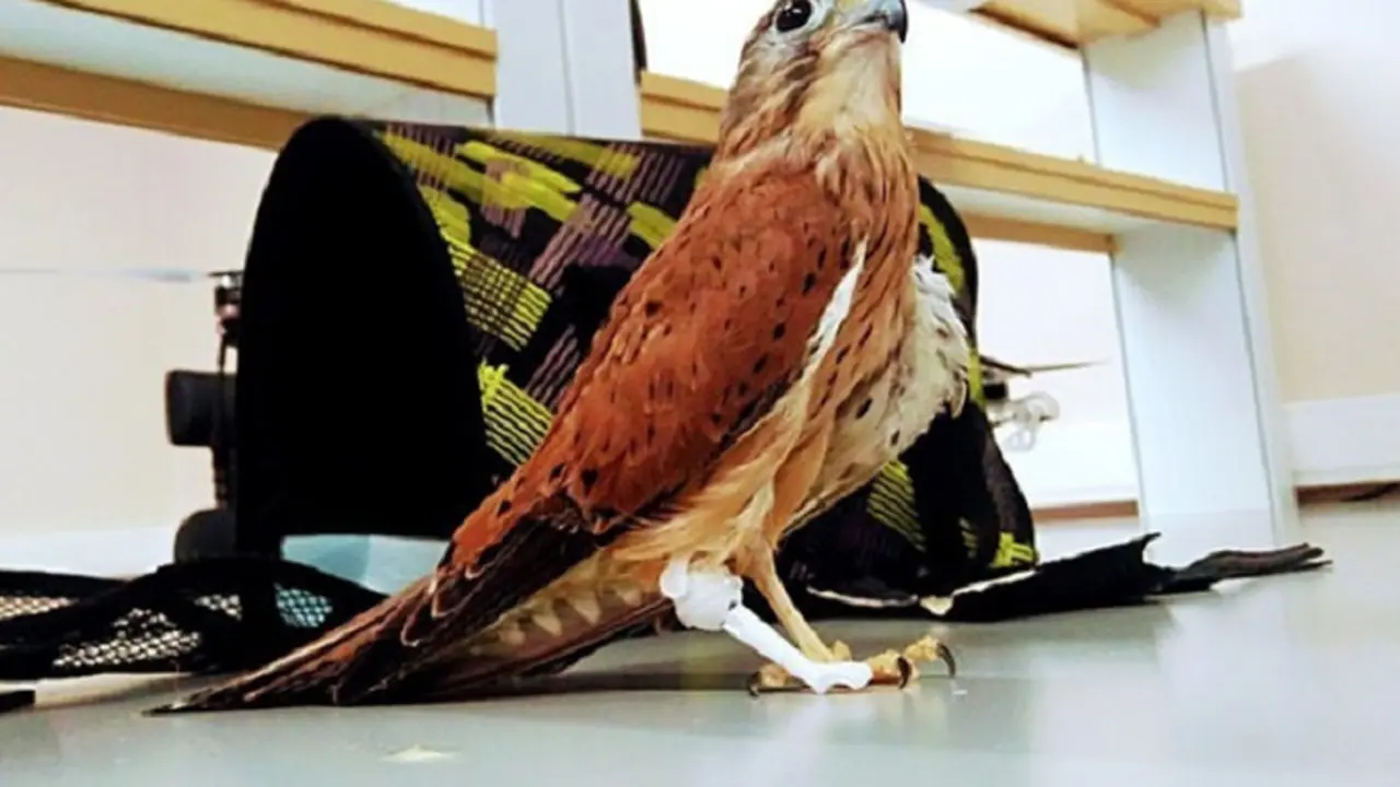 Jutaan burung terbunuh atau terluka oleh kendaraan setiap tahunnya; 80 juta mati di AS sendiri, termasuk spesies yang terancam punah (RBTH Indonesia/SYGMA.Novosibirsk)