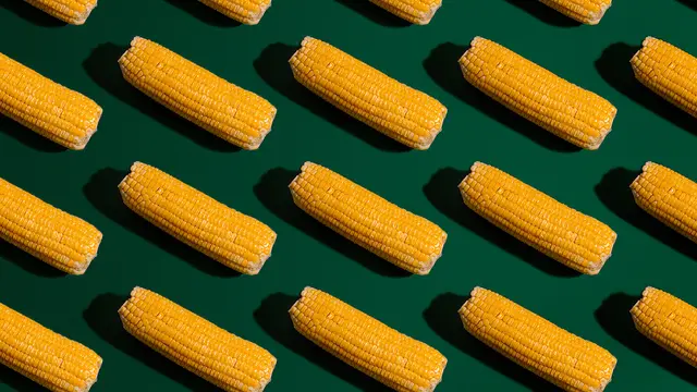 ilustrasi jagung