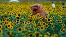Seseorang dengan kostum melintasi ladang bunga matahari di Grinter Farms, dekat Lawrence, Kansas pada 7 September 2020. Ladang seluas 26 acre yang ditanam setiap tahunnya oleh keluarga Grinter itu menarik ribuan pengunjung selama akhir musim panas saat mekarnya bunga. (AP Photo/Charlie Riedel)