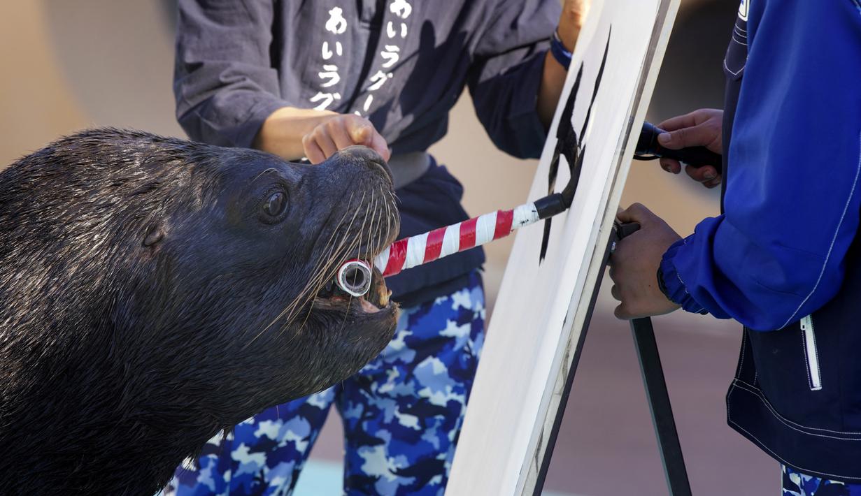 Singa laut Leo menggunakan kuas untuk melukis karakter China "harimau", yang merupakan tanda zodiak China tahun baru yang akan datang, selama pratinjau pers di Hakkeijima Sea Paradise di Yokohama (27/12/2021). (AFP/Kazuhiro Nogi)