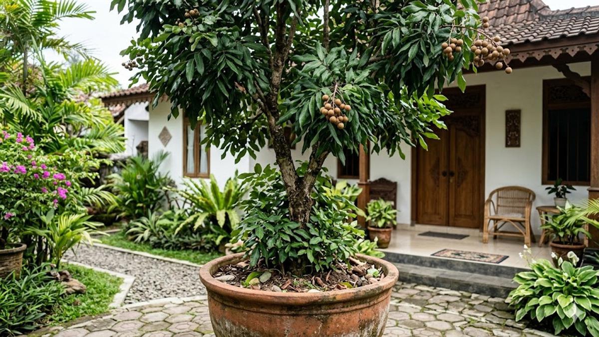 Teknik Stres Air untuk Mempercepat Buah Kelengkeng di Pekarangan, Trik Alami agar Cepat Panen