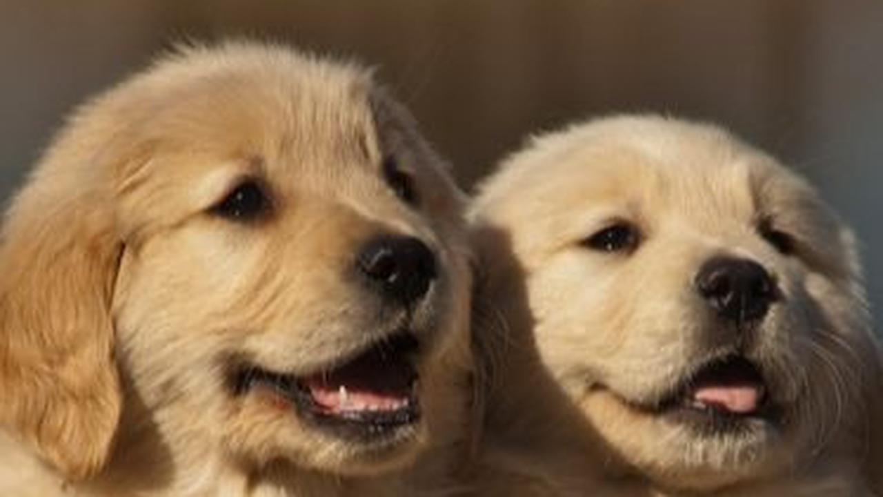 Nama Anjing Jepang Betina <br>