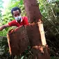 Proses e-radikasi yakni menguliti kulit pohon Akasia di lahan gambut yang akan direstorasi di Musi Banyuasin Sumsel, agar pohon tersebut membusuk dan menjadi pupuk alami (Liputan6.com / Nefri Inge)