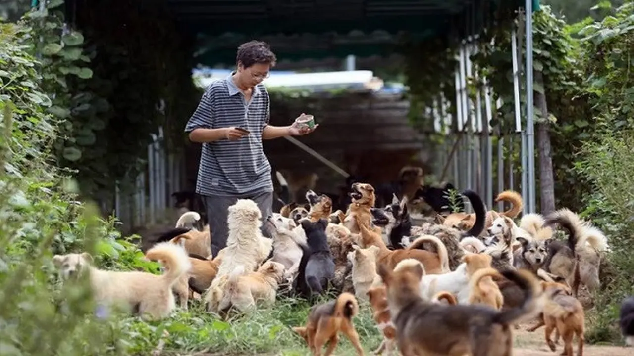 Penyelamat Anjing Liar di China