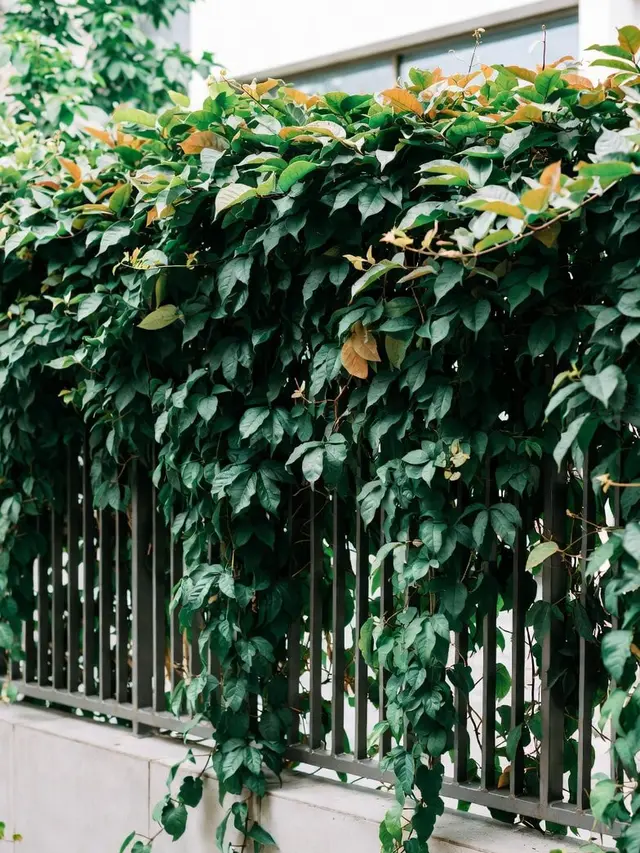 Model Pagar Rumah Tanaman Rambat Hidup Konsep Green Fence