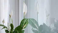 10 Tanaman Hias Penyerap Polusi, Bisa Bikin Ruangan Rumah Makin Segar dan Cantik