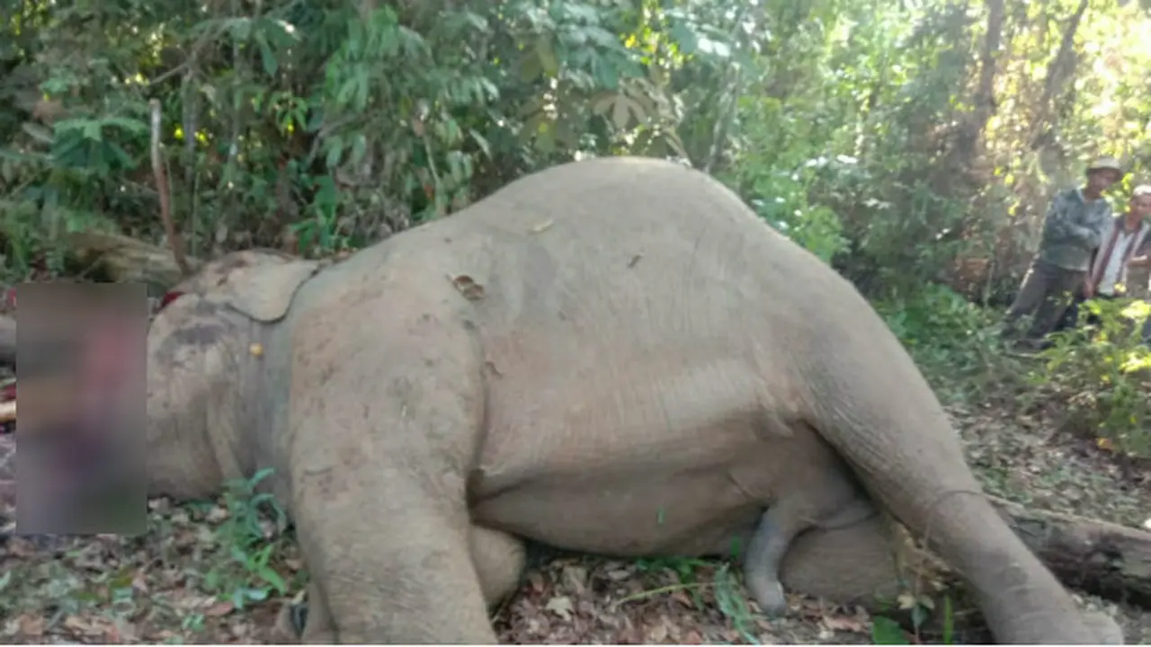Sadis, Pemburu Liar Kuliti Kepala Gajah Jantan di Riau