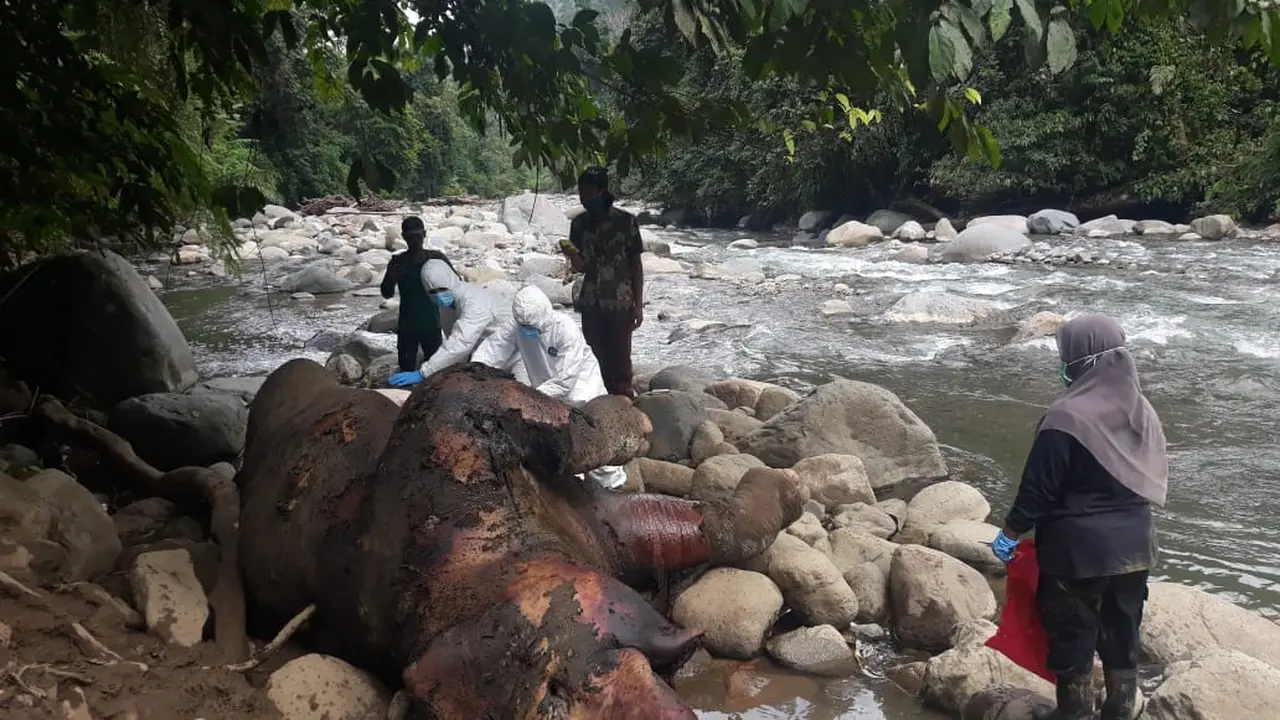 Gajah Mati di Aceh