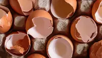 Cara Membuat Pupuk dari Cangkang Telur untuk Suburkan Tanaman