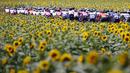 Sejumlah pembalap sedang melaju diantara kebun bunga matahari pada etape ke-14 balap sepeda Tour de France 2021 yang menempuh jarak 183 km, dari Carcassonne menuju Quillan, pada 10 Juli 2021. (AFP/Thomas Samson)