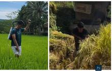 Momen Ayah Lesti Kejora Panen Padi di Kampung, Turun Langsung ke Sawah jadi Sorotan