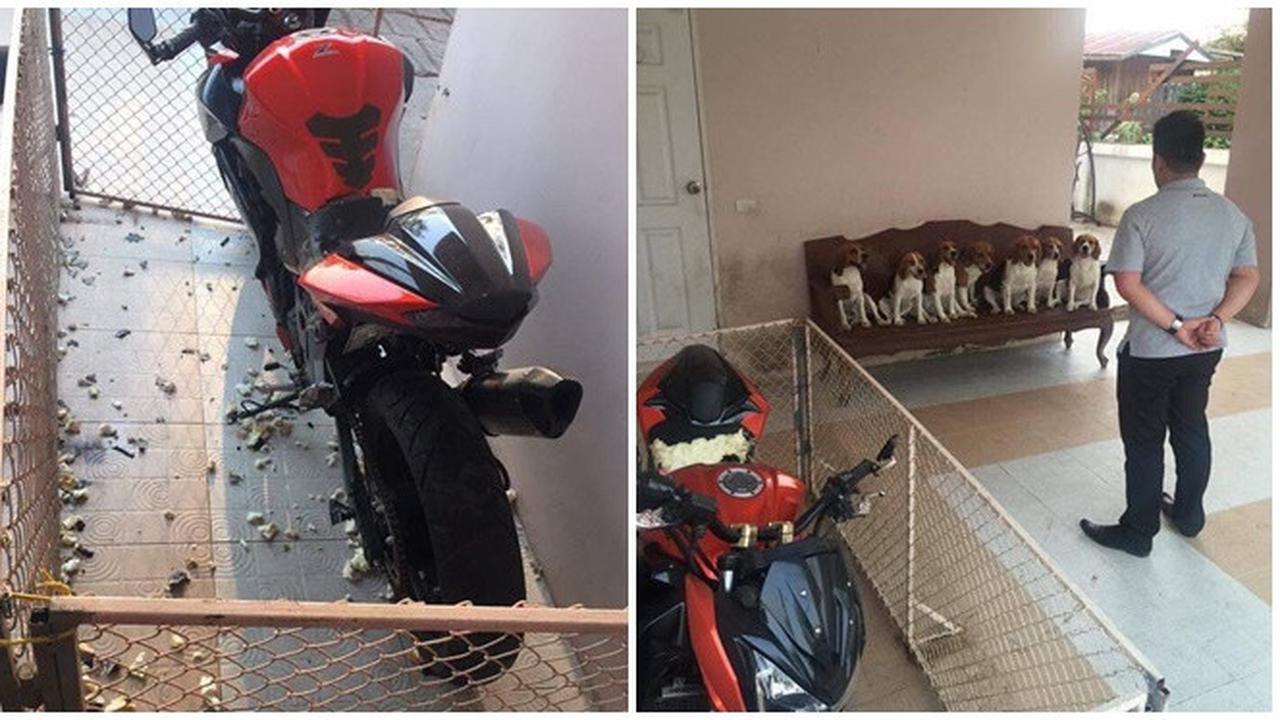 Ekspresi Anjing Saat Merusak Barang Majikannya Ini Bikin Geleng Kepala
