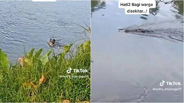 Momen Buaya Makan Ular Piton di Pinggir Sungai Ini Viral, Ramai Ditonton Warga