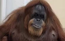 Mirip Manusia, Orang Utan Tertua di Dunia Ini Mulai Ompong, Makannya Bubur Lembut