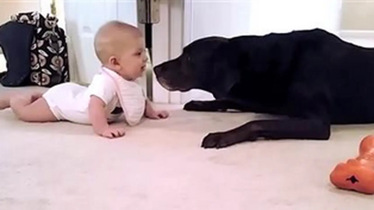Gara-gara Anjing, Bayi Ini Merangkak Pertama Kali