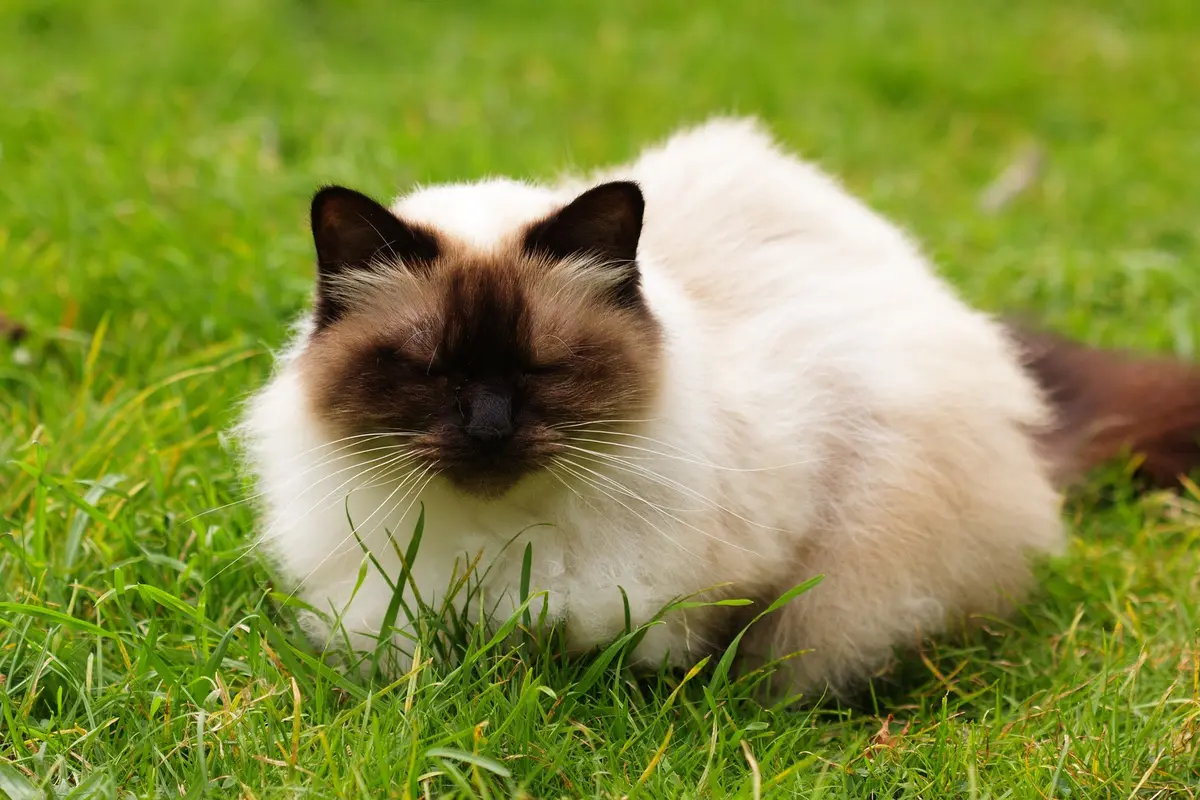 Kucing Himalaya