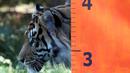 Harimau Sumatera saat akan menjalani pengukuran di Kebun Binatang London, Inggris, Rabu (24/8). Harimau Sumatera merupakan sub-spesies yang terkecil dan hanya ditemukan di Pulau Sumatera. (REUTERS / Neil Balai)