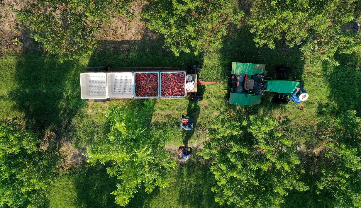 Siapa pun yang pernah mengunjungi Georgia tahu betapa seriusnya penduduk setempat mengonsumsi buah persik mereka. (Joe Raedle/Getty Images/AFP)