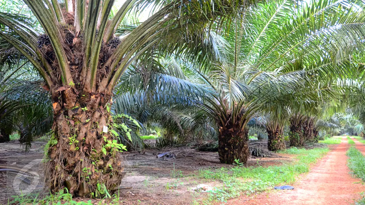 20160304-Kelapa Sawit-istock