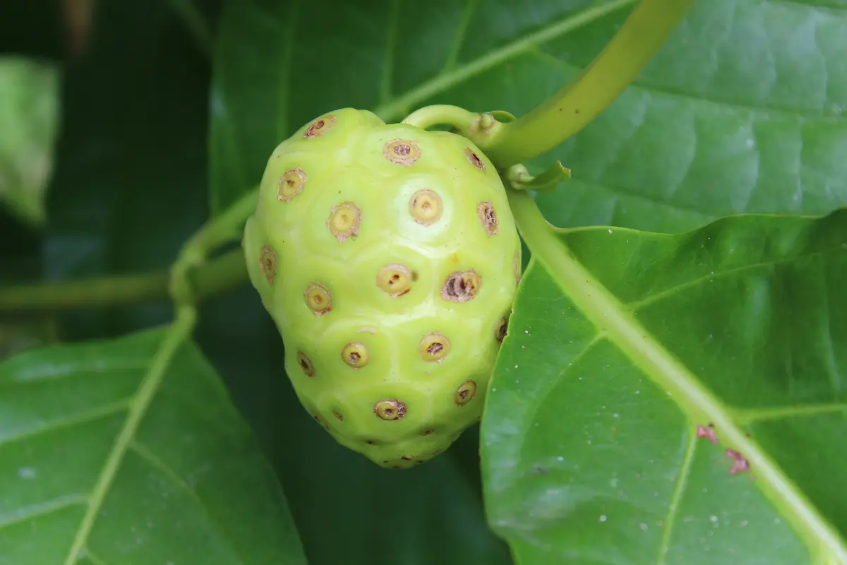 mengkudu