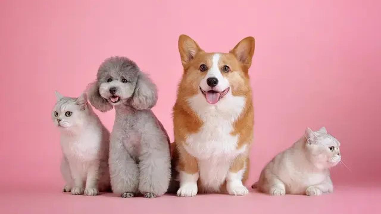 Ajaib, Anjing Ini Kembali ke Pemiliknya Usai Hilang Selama 9 Tahun