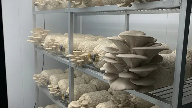 Ide Usaha Tanam Sayur di Lahan 1x3 Meter (Image by Gemini AI)