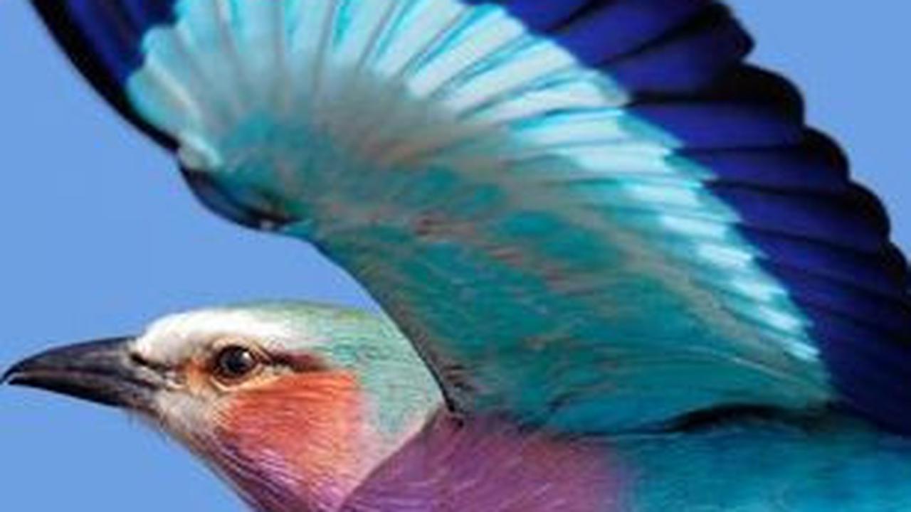 6. Burung Roller Berdada Ungu