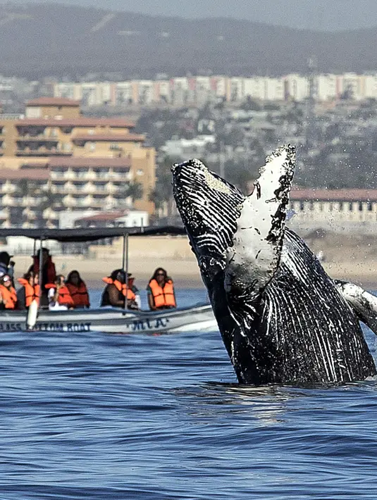 Wisatawan berada di atas perahu menonton paus bungkuk melompat dari air di perairan Samudera Pasifik di Los Cabos, Meksiko (14/3). (AFP/Fernando Castillo)