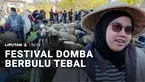 Domba berbulu lebat domba batur dihadirkan dalam Festival Budaya Dieng di Banjarnegara, Jawa Tengah. Domba seharga puluhan juta rupiah itu jadi daya tarik pengunjung karena menggemaskan.
