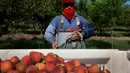 Lawton Pearson, seorang petani buah Persik mengatakan “Kami mengalami beberapa hasil panen, beberapa tahun yang buruk,” “tetapi kami tidak mengalami hal seperti ini sejak tahun 1955.” (Joe Raedle/Getty Images/AFP)