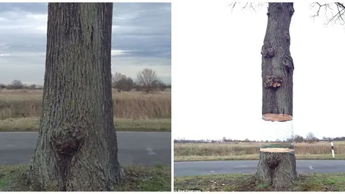 Foto : copyright dailymail.co.uk