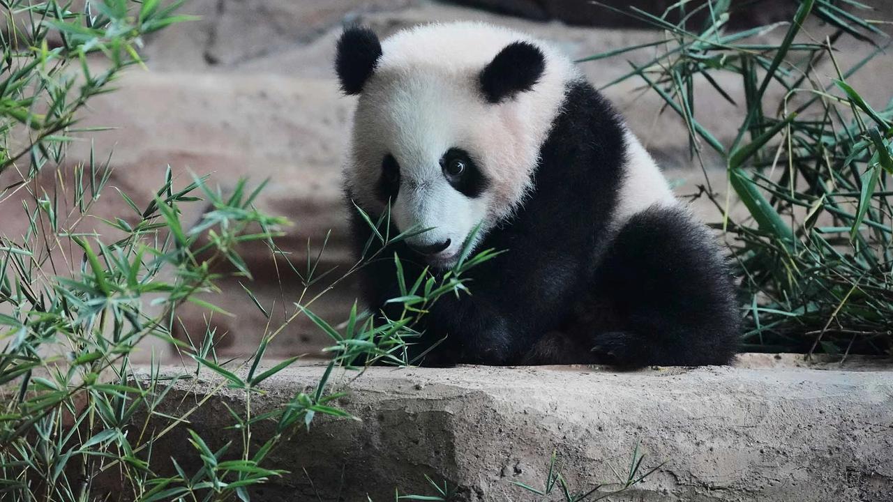 FOTO: Tingkah Lucu Rio Panda Raksasa Kelahiran Indonesia Curi Perhatian Pengunjung