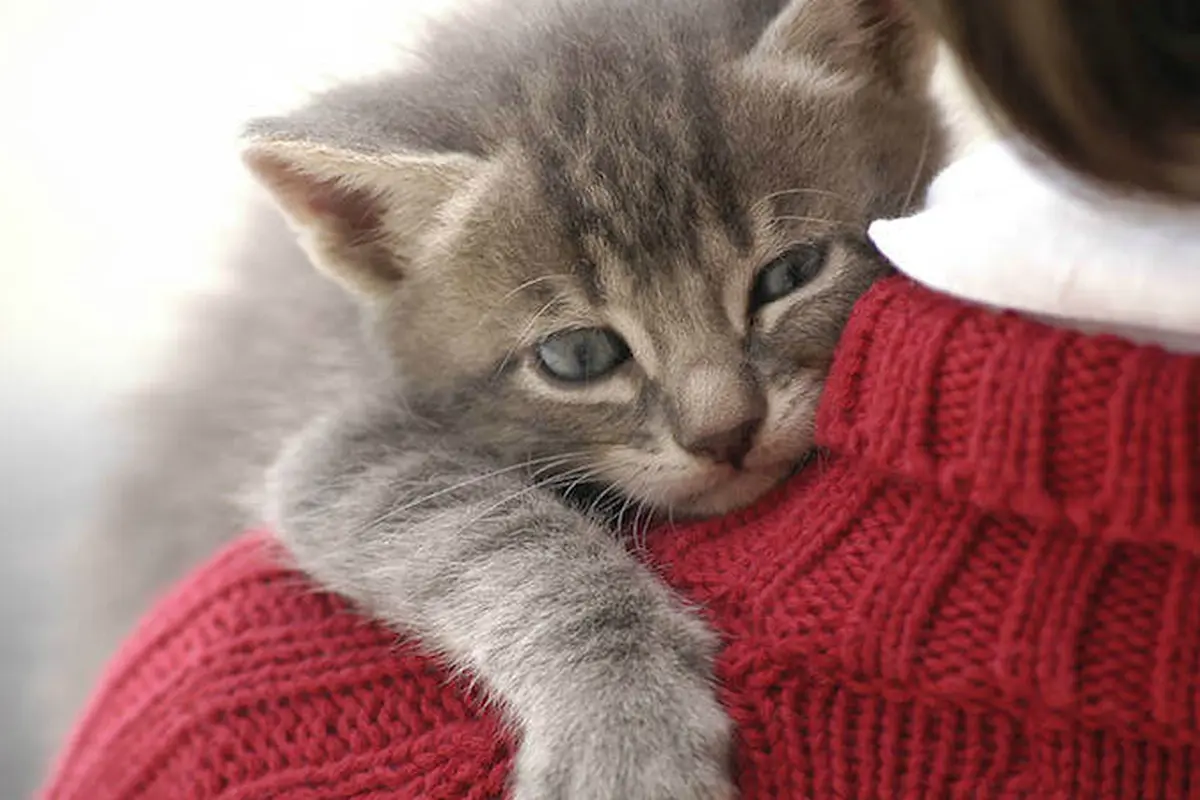 Kucing