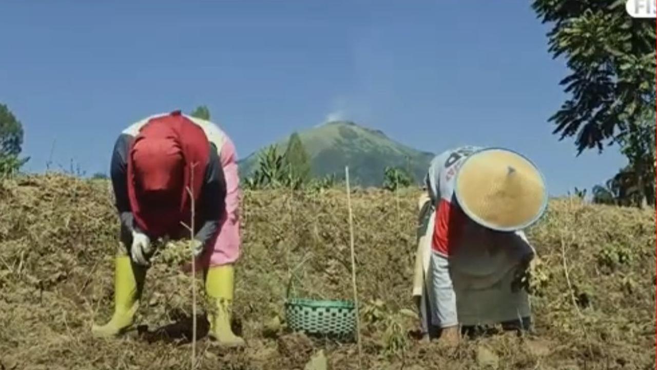 Curhat Petani yang Khawatir Harga Tembakau Turun Gara-Gara Aturan Ini