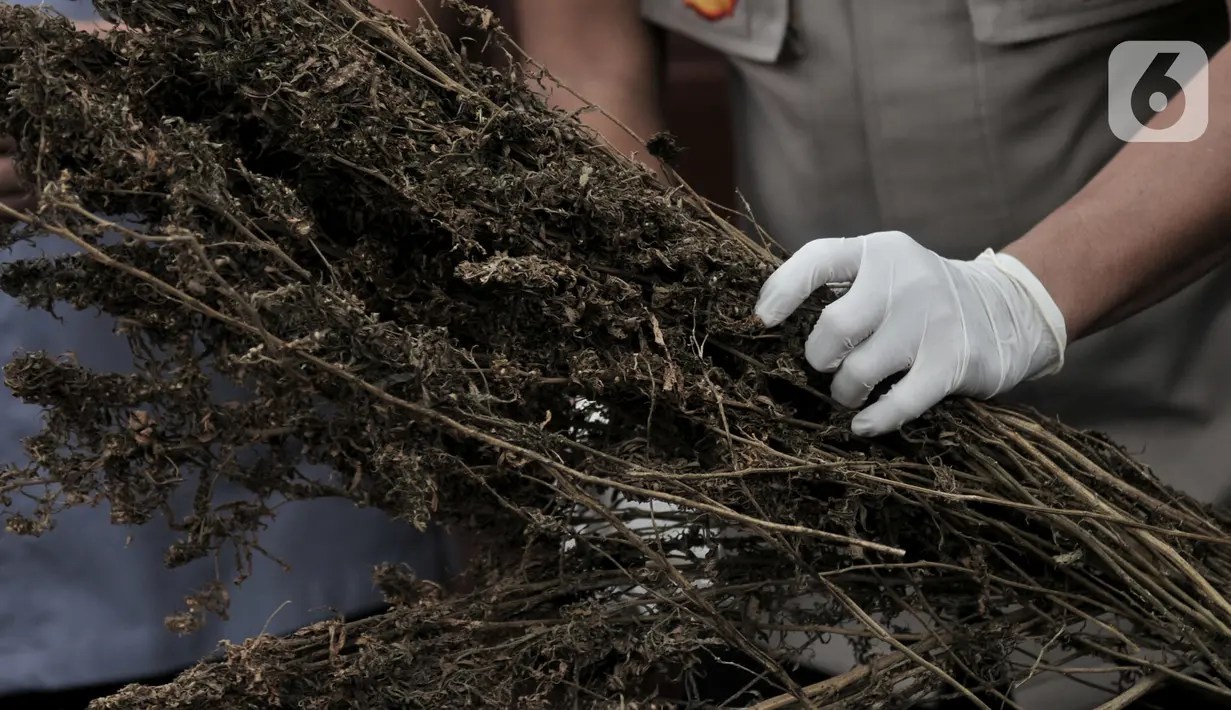 Petugas memegang barang bukti ganja kering saat rilis di Mapolda Metro Jaya, Jakarta, Rabu (22/1/2020). Polisi mengungkap kasus penyalagunaan ganja sepanjang dua bulan terakhir di wilayah Jakarta, Bekasi, Depok, dan 5 hektare ladang ganja di Mandailing Natal. (merdeka.com/Iqbal Nugroho)