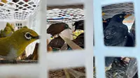 1.320 Burung Berbagai Jenis Penghuni Hutan Sumatera Diangkut ke Jawa