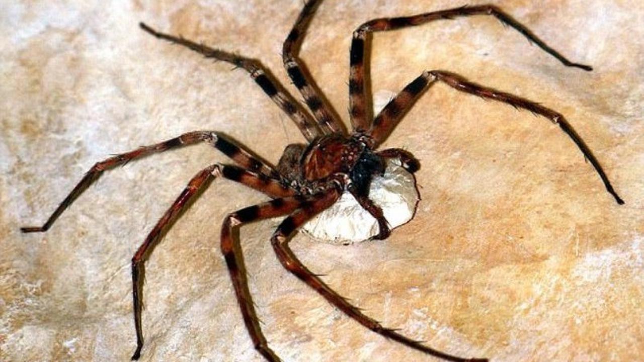 8 Serangga Ini Melegenda Karena Ukuran dan Racun Mereka