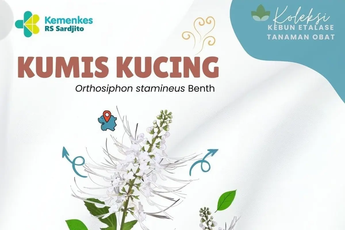 Manfaat Kumis Kucing untuk Diabetes: Apa Kata Pakar Herbal? (instagram.com/hortusmedicus_tawangmangu)