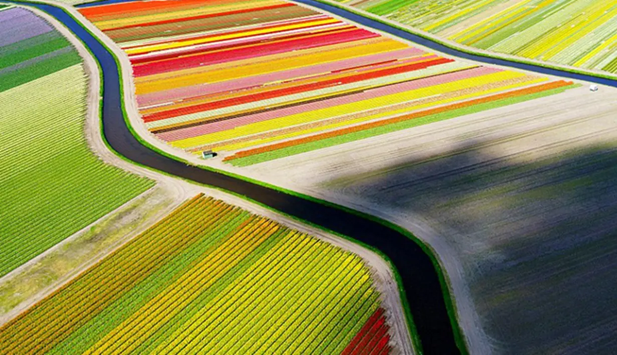 Pemandangan kebun tulip di belanda diabadikan melalui kamera drone. dimana fotogrefer yang mengabadikan foto tersebut sudah menjelajahi seluruh dunia. foto ini menjadi yang terbaik menurut National Geografic pada tahun 2015. (Dailymail)