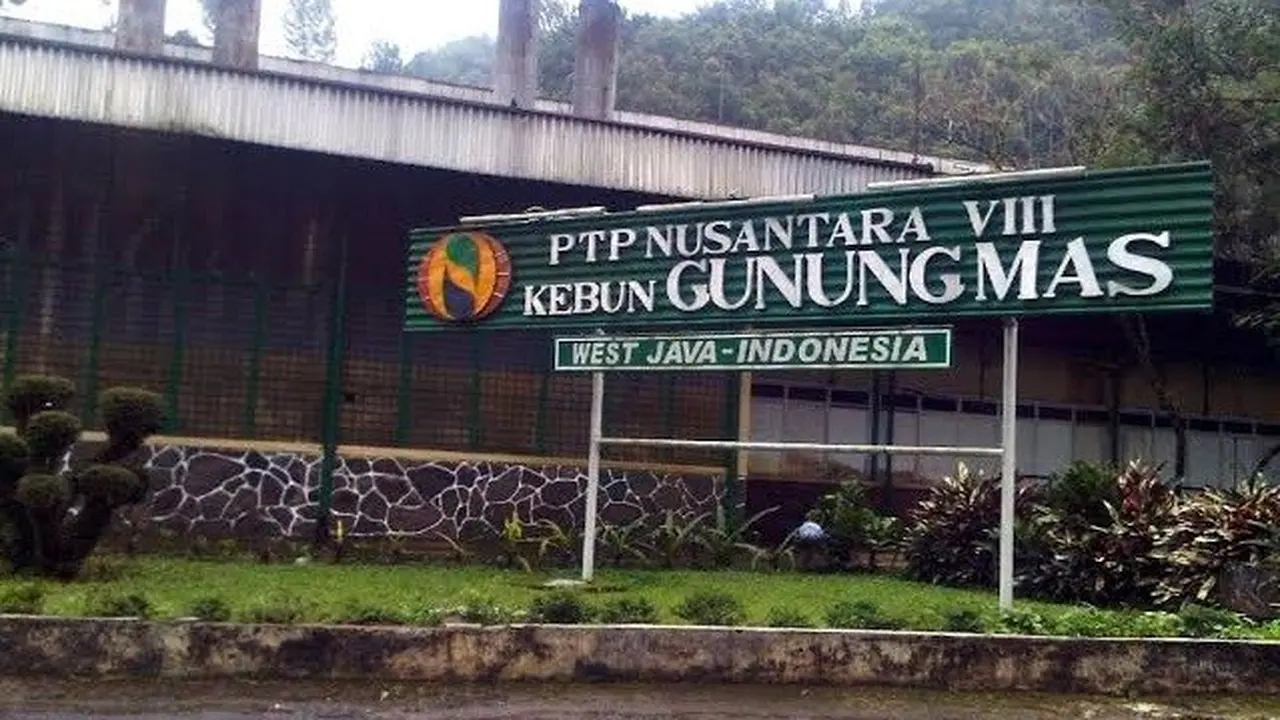 PT Perkebunan Nusantara VIII