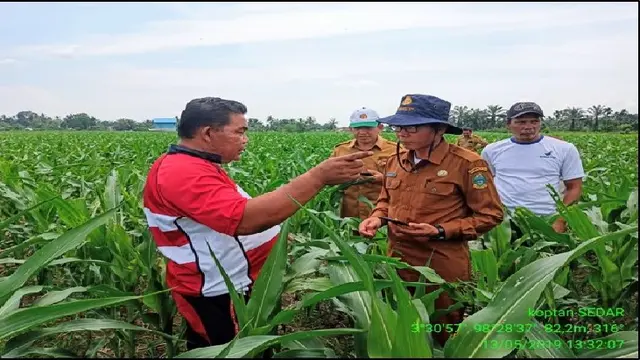 Ulat
