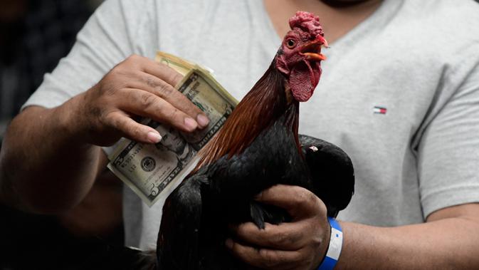 Pemilik ayam mengumpulkan uang taruhan saat menang pada malam pertarungan di klub sabung ayam Campanillas, Toa Baja, Puerto Rico, Rabu (18/12/2019). Dalam setahun perputaran uang taruhan dalam sabung ayam di Puerto Rico lebih dari USD 100 juta. (AP Photo/Carlos Giusti)