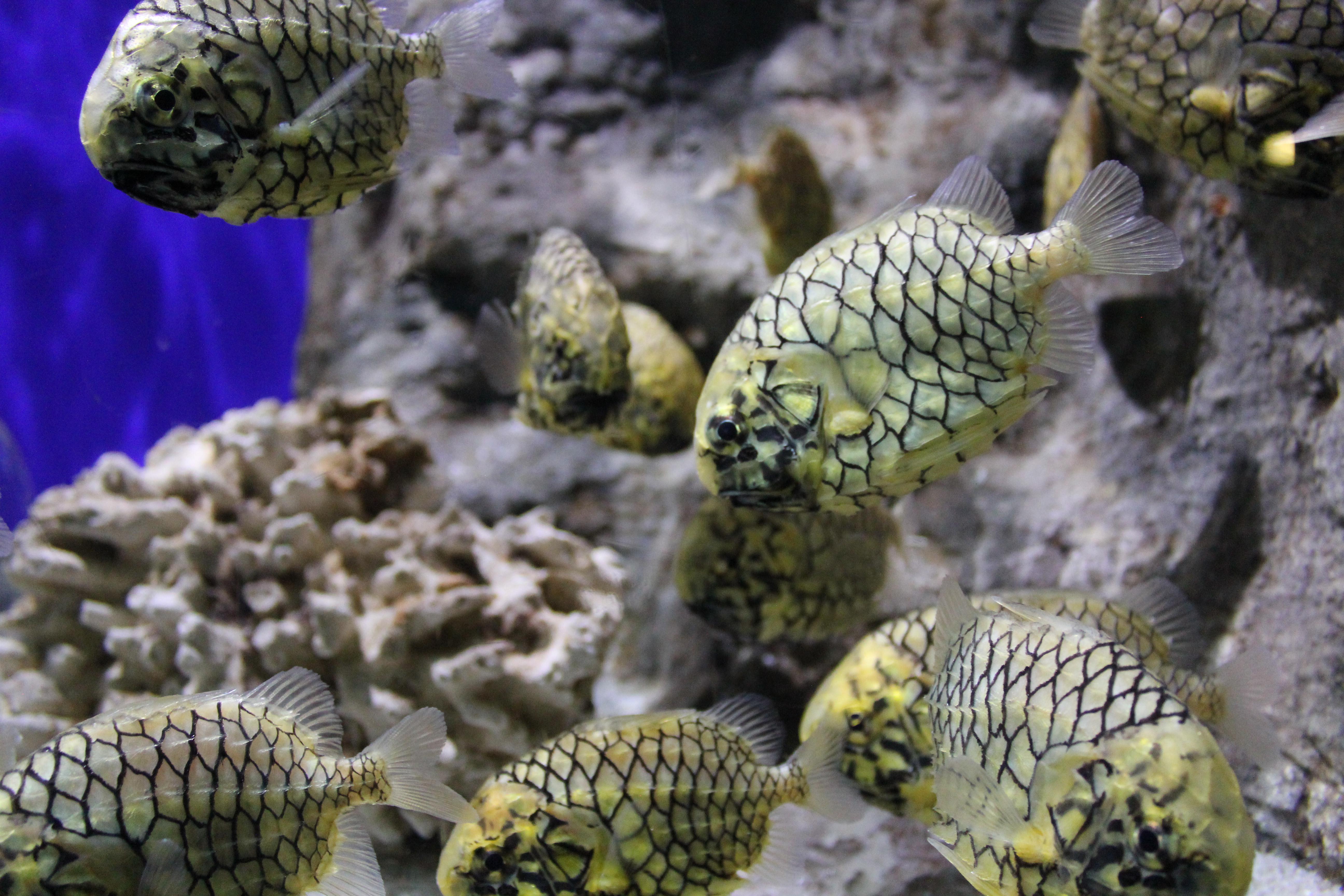 Biota Baru Seaworld Ancol 