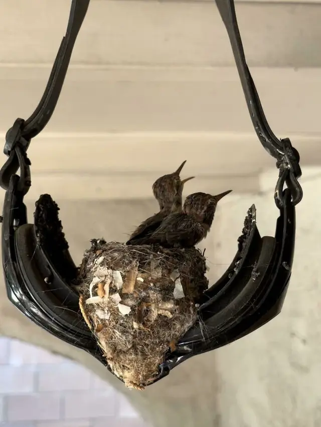 Sarang Burung di Tempat Unik
