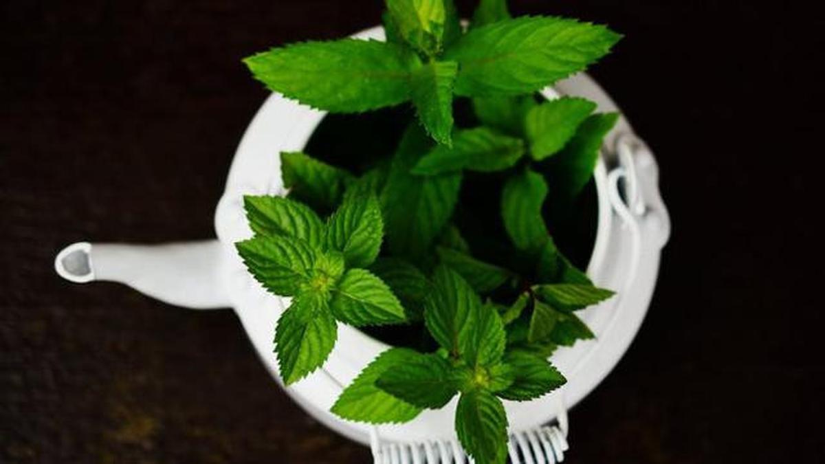 Peppermint