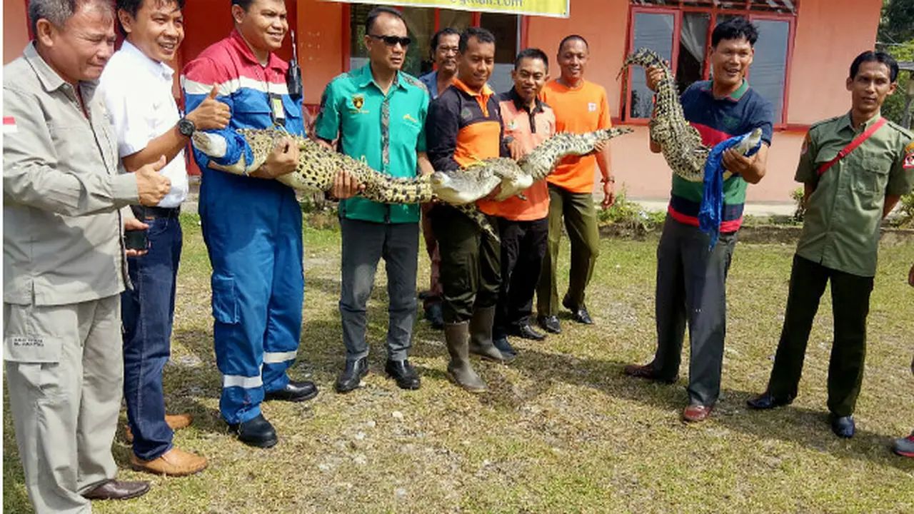 Tiga Ekor Buaya Lolos dari Santapan Makan Malam Warga
