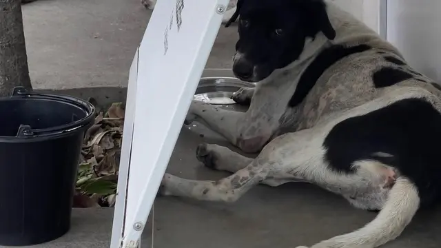 Dari Spanduk Bekas, Komunitas di Thailand Bikin Rumah Lipat untuk Anjing Liar di Thailand