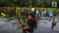 Langkah Bijak Pramono Anung Mau Bangun Giant Mangrove Wall
