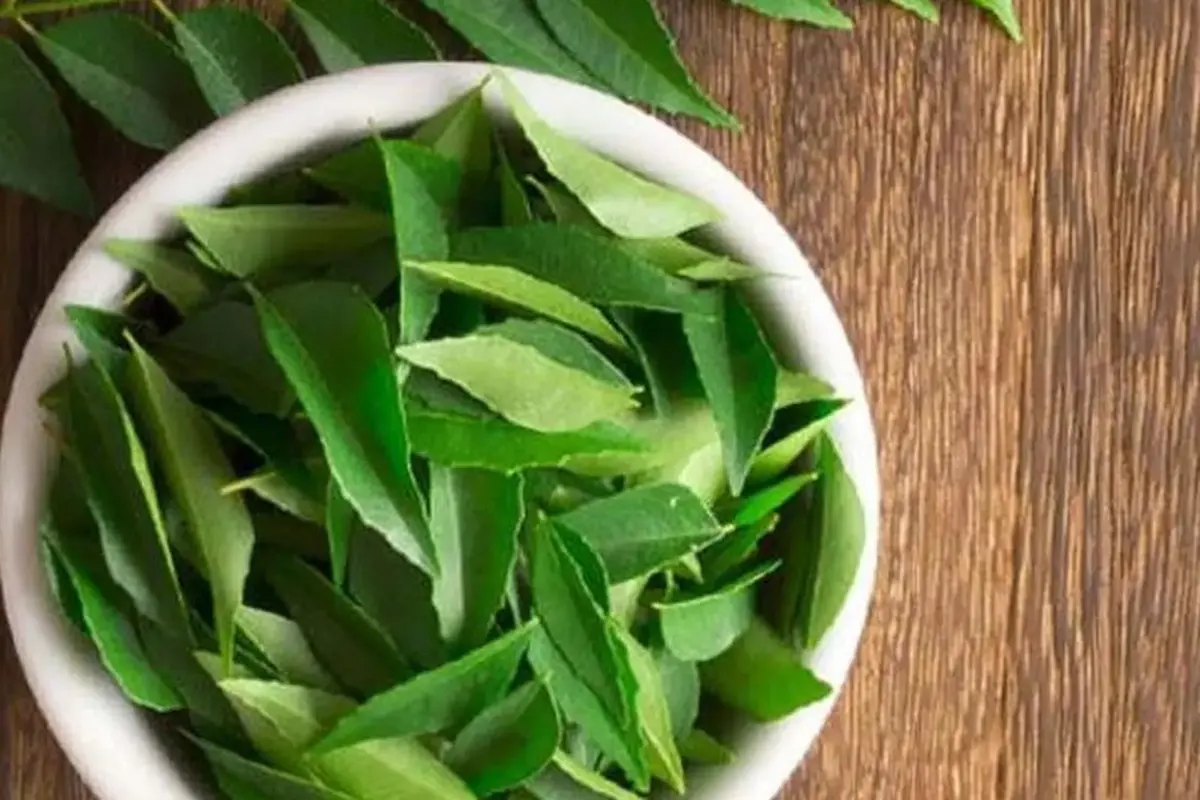 Daun Salam (Sumber: iStockphoto)